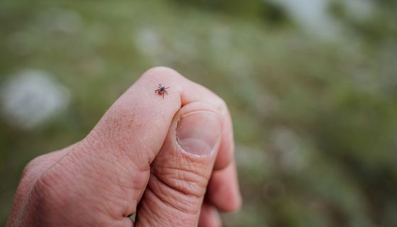 Im April pflanzen und Zecken vergessen: Natürlicher Schutz
