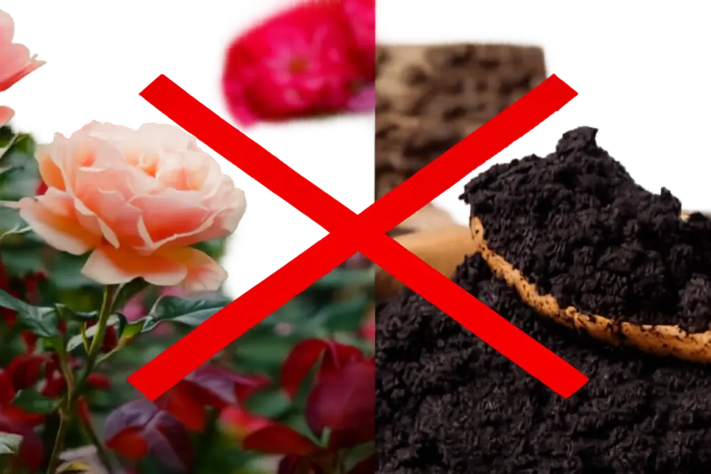 Warum Kaffeesatz meine Pflanzen tötete – die schockierende Wahrheit